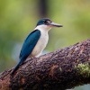 Lednacek promenlivy - Todiramphus chloris - Collared Kingfisher o2333